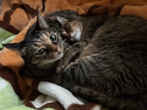 鳥取県米子市皆生温泉のソープランド azule（ア・ズール）の写メ日記　18日間ありがとうございました❤️画像