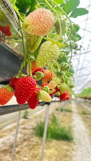 鳥取県米子市皆生温泉のソープランド azule（ア・ズール）の写メ日記　金曜日🈵ありがとうございました！画像