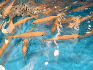 鳥取県米子市皆生温泉のソープランド azule（ア・ズール）の写メ日記　すーいすい画像