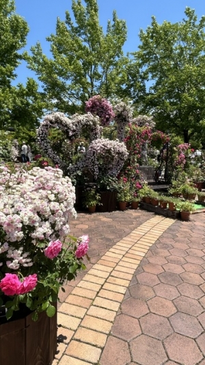 鳥取県米子市皆生温泉のソープランド azule（ア・ズール）の写メ日記　バラ🌹画像