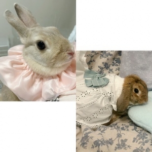 鳥取県米子市皆生温泉のソープランド azule（ア・ズール）の写メ日記　うさぎ画像